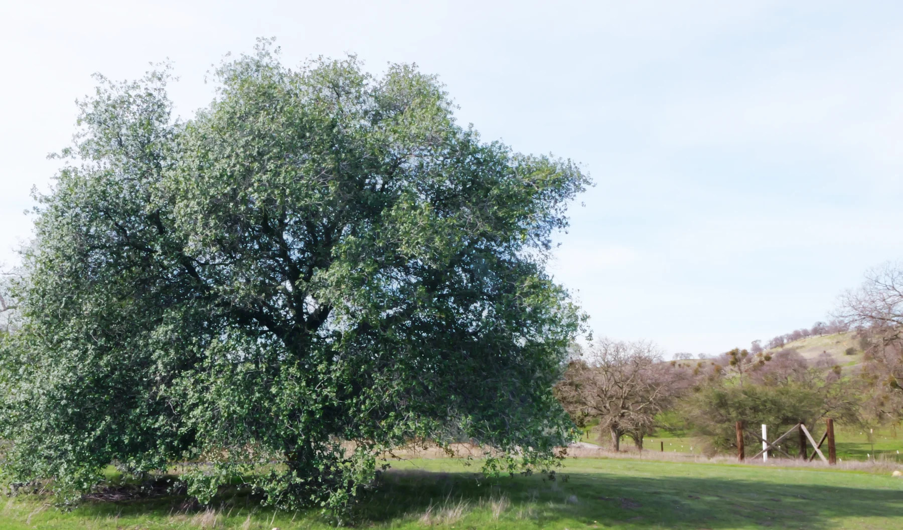 Leaves rustling in a large tree. The tree is close to a country fence, and animal noises float on the breeze.